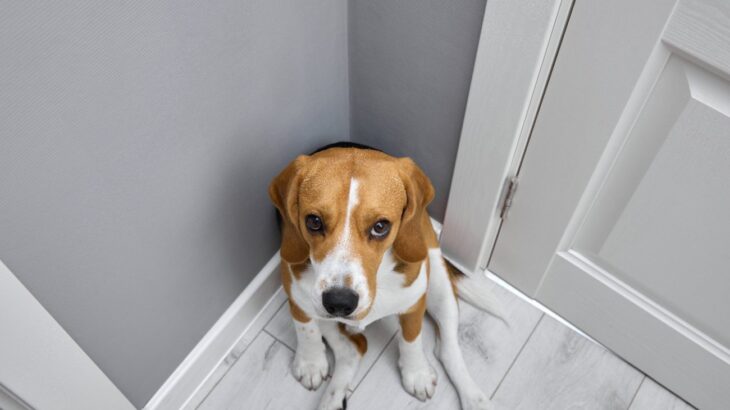 犬が『あなたは信用できません』と言っている時のサイン5選！認められていない人に見せる仕草や行動とは？(ブログ)