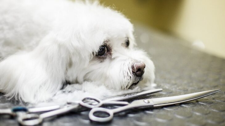 トリミングサロンで断られてしまう犬の特徴5選！ダメな理由とは？カットはどうすればいいの？(ブログ)