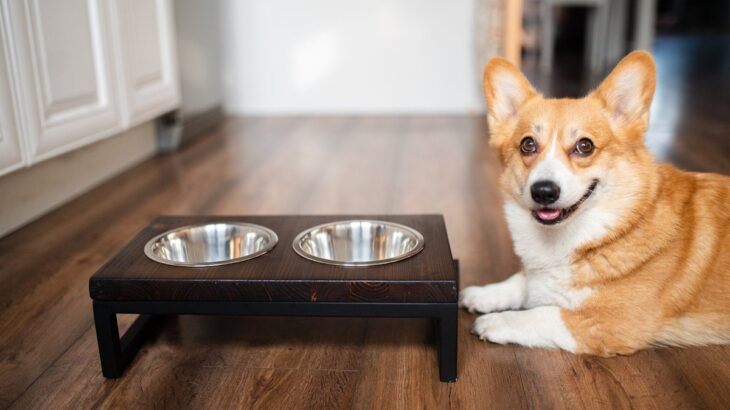 犬の『食事用テーブル』は体格に合わせて選んで！　３つの選び方ポイントと注意すべきこと(ブログ)