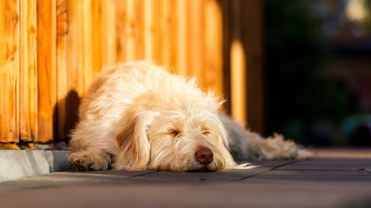 犬の毛質を悪くしてしまうNG行動4選　「逆効果ってこともあるのか」「なるほど気をつけよう」(ブログ)
