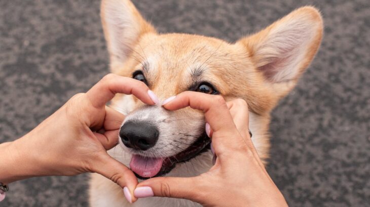 犬も『恋』をするの？好きなわんこがいる理由や恋心を解説「想像しただけで可愛い」「好みがあるのは伝わってくる」(ブログ)