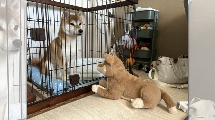 ぬいぐるみに犬見知り！？目を逸らして硬直する柴犬さんが可愛い♡(ブログ)