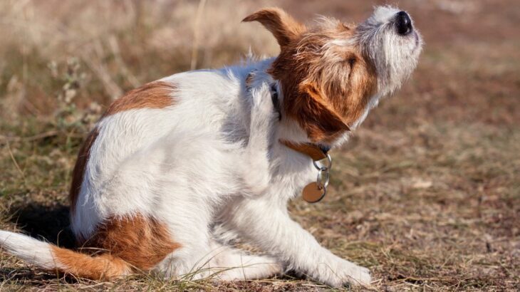 犬がマダニに刺された時の症状3つ　飼い主がすべき対処法に「冷静さが必要」「知っておかなきゃ」(ブログ)