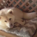 秋になり数ヵ月ぶりにベッドへ！涼しくなったけど食欲は中々戻らない秋田犬さんを案ずる声続々(ブログ)
