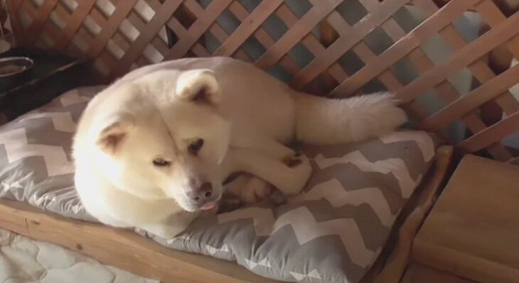 秋になり数ヵ月ぶりにベッドへ！涼しくなったけど食欲は中々戻らない秋田犬さんを案ずる声続々(ブログ)