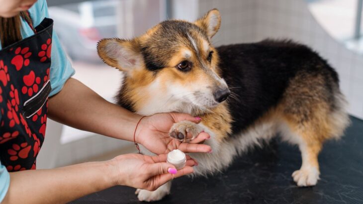 犬にワセリンを使っても良いの？必要性やメリット、使い方を解説「これからの季節に便利かも」「肉球ケアに使おう」(ブログ)
