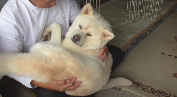 季節の変わり目に必須の健康チェック！体重管理との名目で抱っこされる秋田犬さんと飼い主にほっこりする人続出(ブログ)