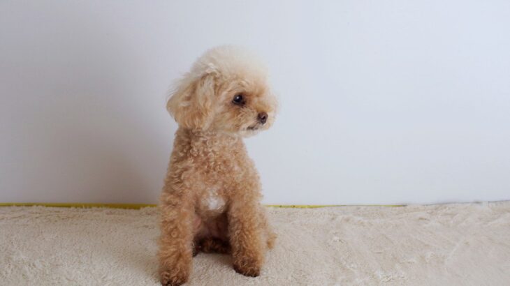 犬が『この人苦手…』と思っている時に見せがちな仕草や行動に「よそのわんこと触れ合う時の参考にしよう」(ブログ)