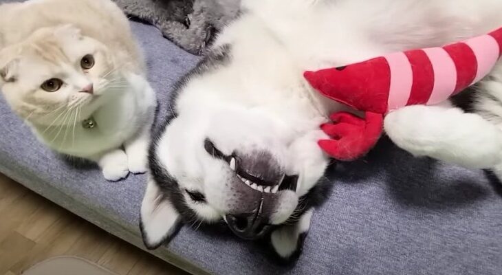 豪快な寝相と険しい顔『大丈夫？』にゃんこに心配されるハスキーくんの反応に爆笑！(ブログ)