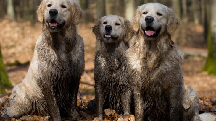 犬が『許してほしい』と思っていること4選　飼い主が愛犬の気持ちを汲むべきタイミングとは？(ブログ)