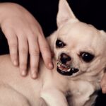 『内弁慶』な犬の特徴5選　家の中でしか見せない行動や直すコツとは？(ブログ)