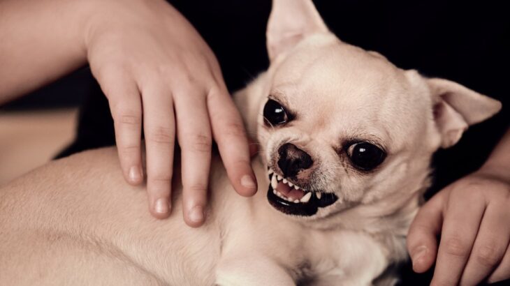 『内弁慶』な犬の特徴5選　家の中でしか見せない行動や直すコツとは？(ブログ)