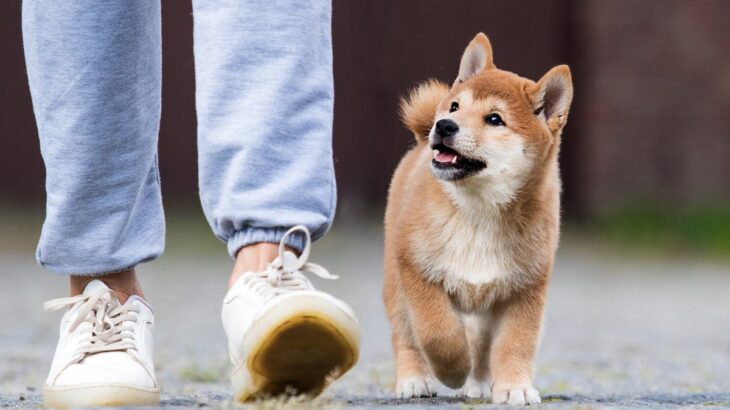 愛犬のモチベーションを上げるためのコツ3選！　しつけトレーニングを苦痛なものにしないための秘訣とは(ブログ)