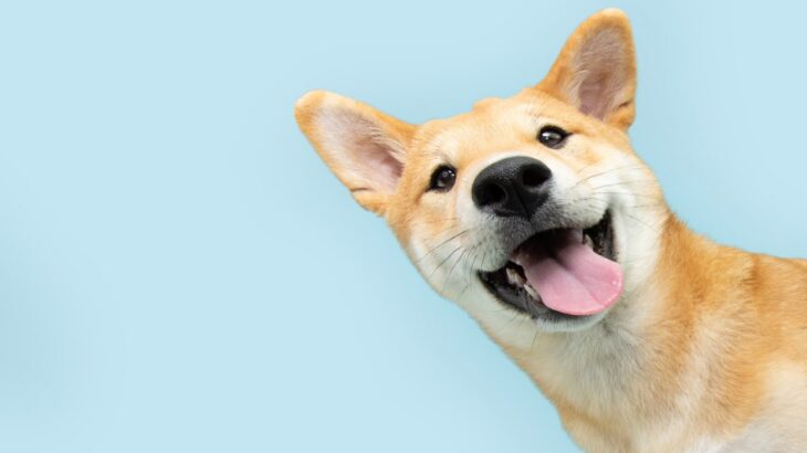 犬にとっての『健康的な生活習慣』とはどんなもの？日々の暮らしで飼い主が意識すべきこと(ブログ)