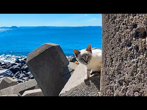 海辺に下りようとするとテトラポットの間から猫が集まってきた(YouTube)