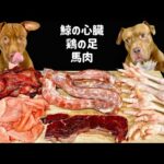 【クセになる咀嚼音】骨付き肉を食べるピットブルの咀嚼音がヤバすぎる(YouTube)