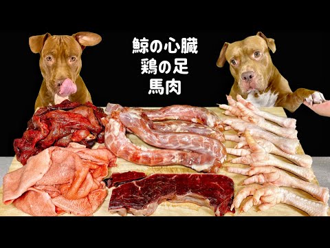 【クセになる咀嚼音】骨付き肉を食べるピットブルの咀嚼音がヤバすぎる(YouTube)