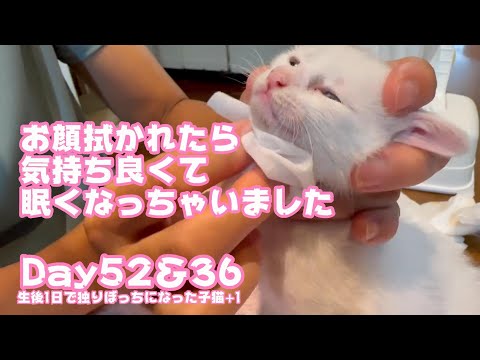 お顔を拭かれたら気持ち良くて眠くなってしまいました 生後1日で独りぼっちになった子猫+1 Day52＆36  【2023 10 08-2】(YouTube)