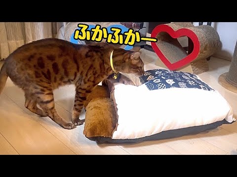 猫用お布団に入らずに乗るやつがいるんですよぉ〜（テトの誕生日プレゼント）(YouTube)