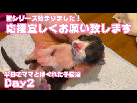 新シリーズ始まりました 半日でママとはぐれた子猫達 Day2　【2023 10 13-1】(YouTube)