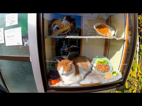 メニュー そば、カレー、焼肉定食、猫?! ヤバい蕎麦屋発見!(YouTube)