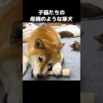 子猫が遊んでる姿を見守る柴犬の目が優しいです…　#shorts(YouTube)