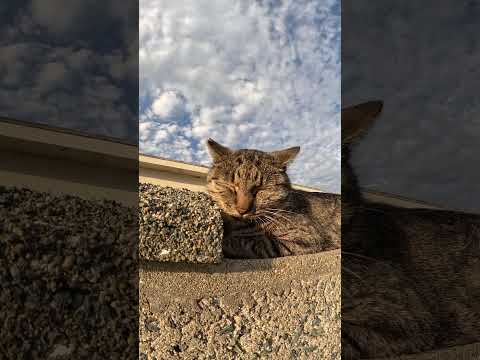 猫がブロック塀の上で海を眺めながらお昼寝する　 #猫 #野良猫 #野郎が撮った猫動画(YouTube)