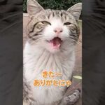 鳴き声が可愛い猫さん🐱(YouTube)