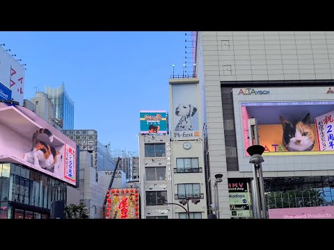 新宿東口の猫、2画面を行ったり来たりの新バージョン(YouTube)