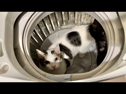 豆大福と生活するとたまに見られるこんな光景(YouTube)