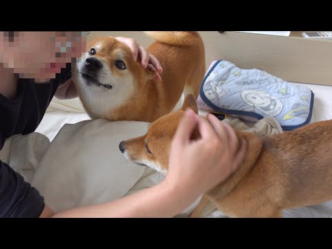 パパダウン！？柴犬は泣かせる動きを見せました。(YouTube)