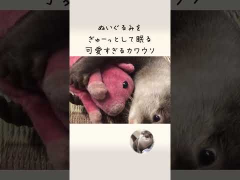 超かわいい！ぬいぐるみをぎゅーしないと寝られない！ Otter sleeping with a stuffed doll(YouTube)