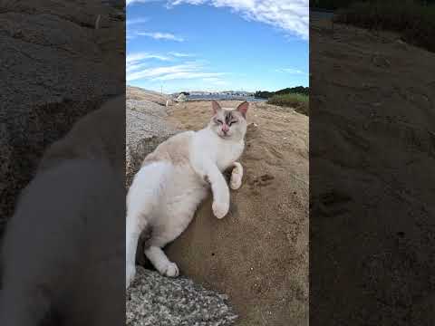 砂浜でヘソ天ポーズになるシャム猫 #猫 #野良猫 #野郎が撮った猫動画(YouTube)
