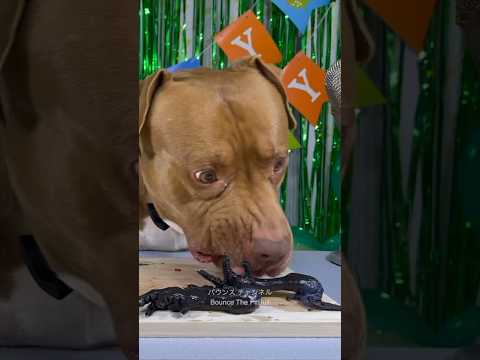 誕生日に烏骨鶏をいただくピットブル #ピットブル(YouTube)