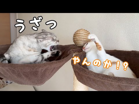 猫たちの朝はいつもこんな感じですｗ(YouTube)