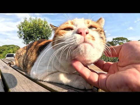 遊具で遊んでいた三毛猫がモフりやすいようにテーブルの上に移動してくれた(YouTube)