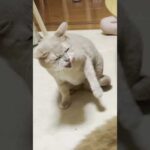 久しぶりに正面からシャーが見れた(YouTube)