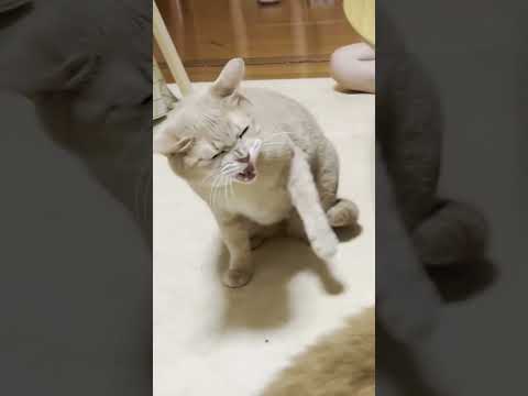 久しぶりに正面からシャーが見れた(YouTube)
