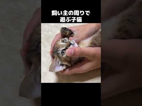 飼い主のことが好きで周りで遊ぶ子猫が可愛い！　#shorts(YouTube)