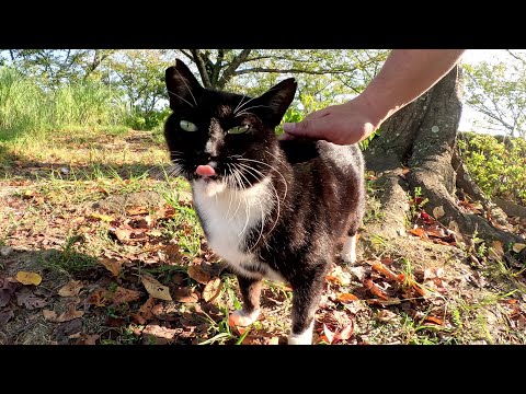 バットマンみたいな猫があごの下をモフられて気持ち良さそうな表情になる(YouTube)