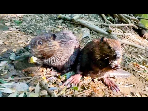 生まれて初めて冬瓜を食すチビーバーの兄弟(YouTube)