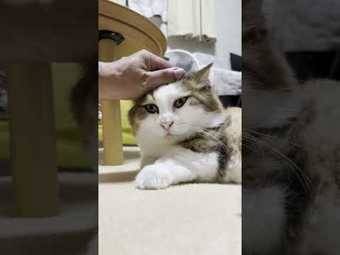 髪型がイケてる猫(YouTube)