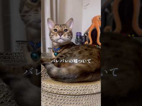 浮気って犯罪だよ？ #shorts(YouTube)