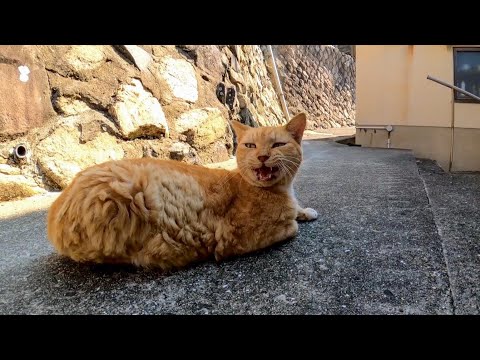 猫島の路地裏で出会った猫がカワイイ(YouTube)
