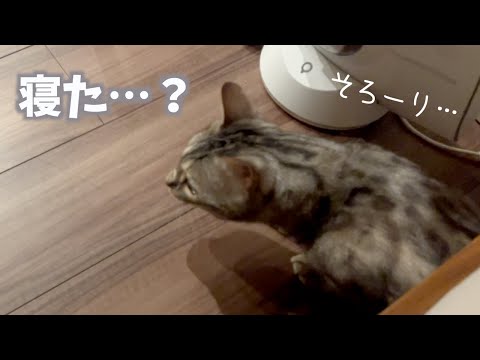 ベッドの下へ逃げたのに、いびきの音に騙され捕まってしまうネコ(YouTube)
