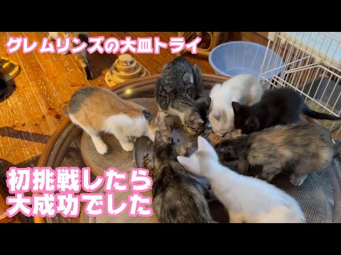 初挑戦はなんとなんと大成功 事件も解決  生後1日で独りぼっちになった子猫+2 Day68・52・39　【2023 10 24-2】(YouTube)