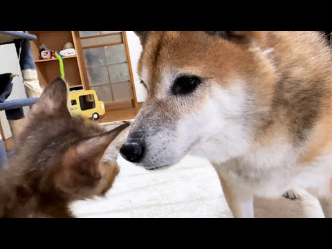 ご飯を食べたり遊んだりする子猫の行動に危険なことがないかずっと見守ってくれる柴犬が優しいです！(YouTube)
