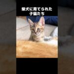 柴犬に育てられた猫達は柴犬のことが大好き　#shorts(YouTube)