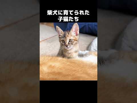 柴犬に育てられた猫達は柴犬のことが大好き　#shorts(YouTube)