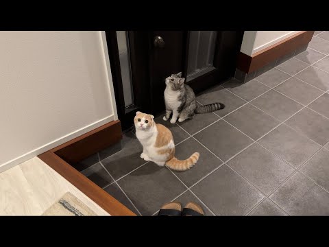 飼い主不在の夜に寂しがり屋な猫たちが玄関でこうなってました…(YouTube)